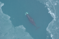 Bowhead whale surfacing in the Arctic Ocean