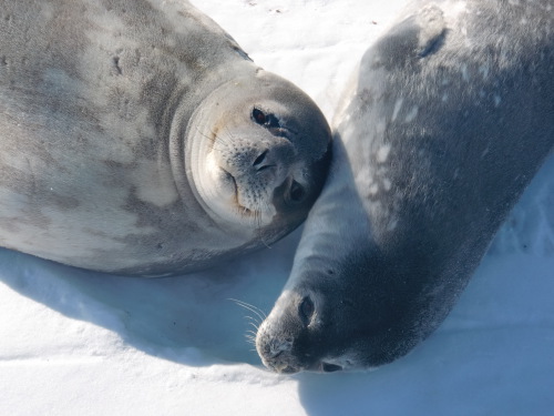 Weddell seal mom and pup