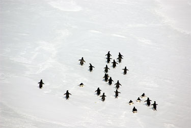 penguins fleeing the Oden