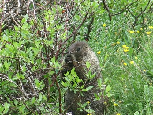 grizzly marmot