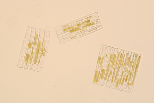 Antarctic diatoms
