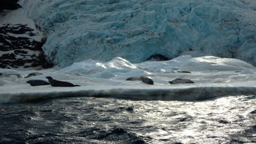 Crabeater seals at eye level