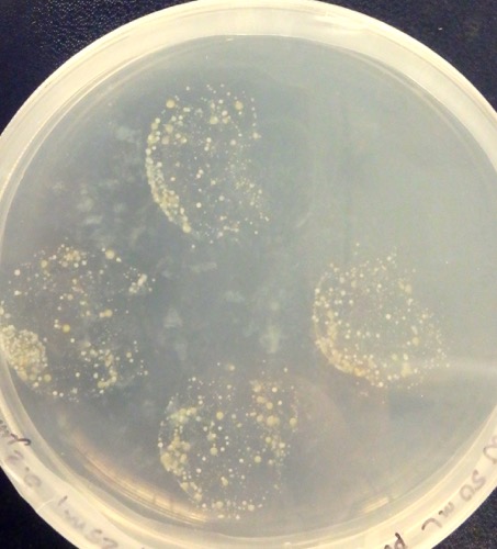 Bacteria from filters