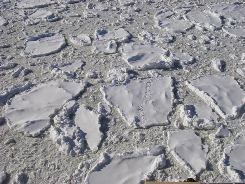Seal tracks on sea ice