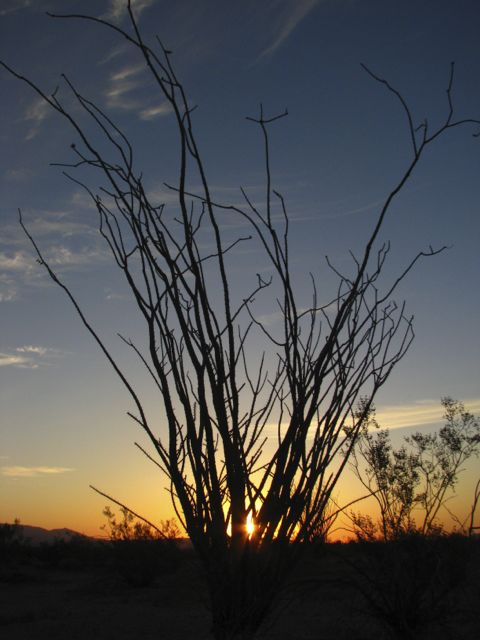 Ocotillo at sunrise