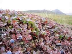 Karl Horeis: &quot;The ground out here is often covered with many tiny plants. Some look like tiny ferns while others look like branches from little cedar trees. Note the ripe blueberries in the foreground, a favorite among bears (and archaeologists).&quot; Raven Bluff, Alaska. Photo by Karl Horeis