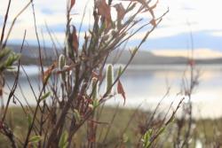 Willows along the bank of Toolik Lake. Toolik Field Station, Alaska. Photo by Regina Brinker.