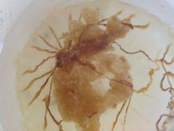 A Chrysaora melanaster jellyfish was obtained from a tow net.
