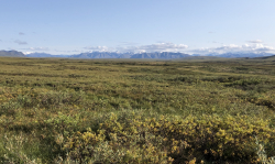 A view of the tundra and the Brooks Range