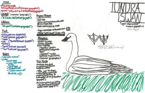 Tundra Swan species journal