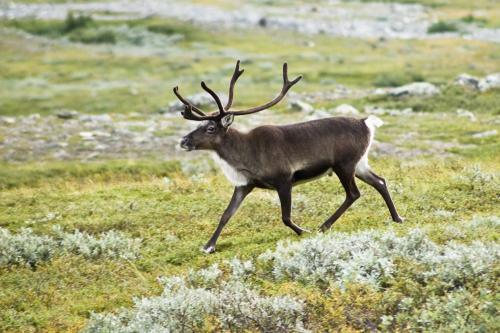 Strolling reindeer in the Kebnekaise valley, Sweden