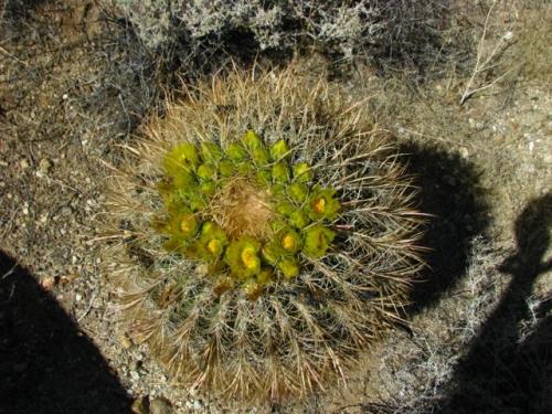 Barrel cactus blooming.