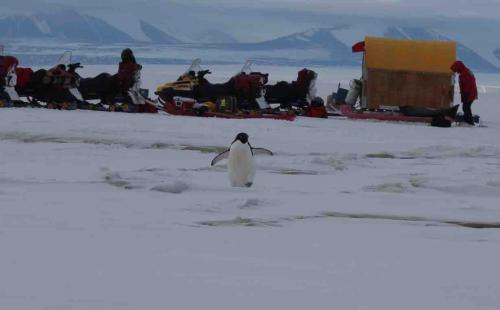 Lone penguin at camp