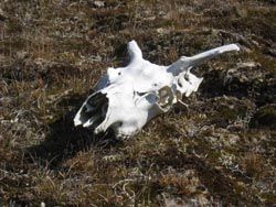 Caribou skull on the tundra