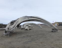 Bowhead whale skulls near the college entrance in Utqiaġvik, Alaska.