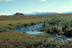 Stream flowing through arctic tundra