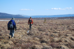 Walking to work over tundra hummocks