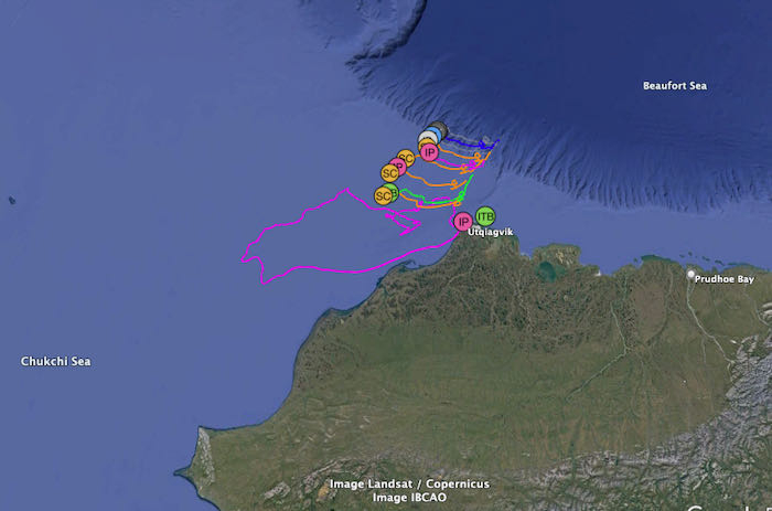 Utqiaġvik 2022 Deployment of Arctic buoys data pulled on April 27, 2022 on Google Earth