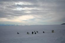 Penguins and the Royal Society Mountains