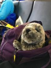 Seal pup in backpack