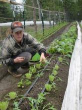Allie harvesting some greens for market.