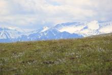 Tundra and Brooks Range