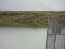 Arctic Tern on fence along Dalton Highway near Atigun River