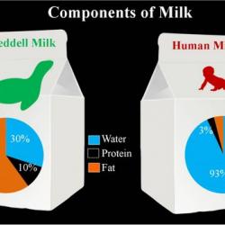 Weddell and human milk