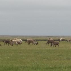 Caribou herd