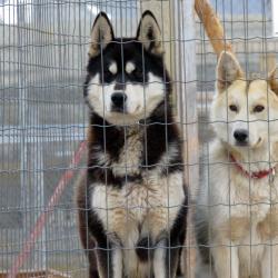 Two of the sled dogs, here in Ny Alesund