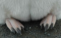 Close-up of Adelie feet