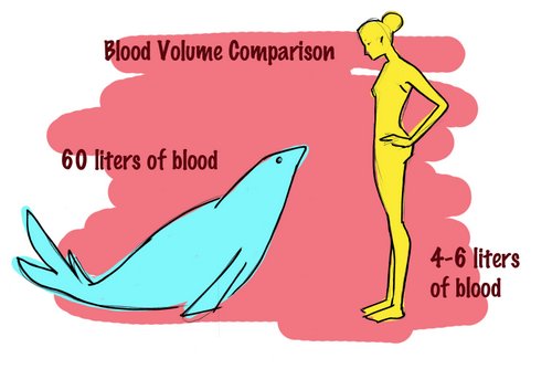 Blood volume comparison