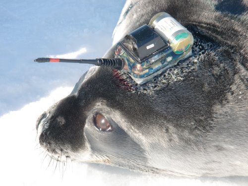 Weddell seal with satellite tag