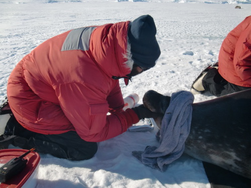Greg with Weddell seal