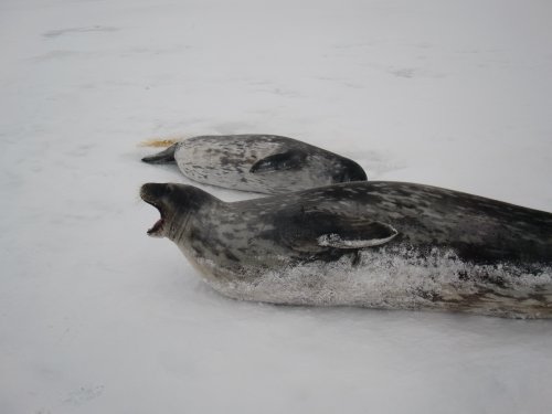 Seals talking