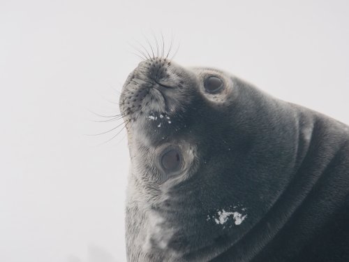 Weddell seal eyes