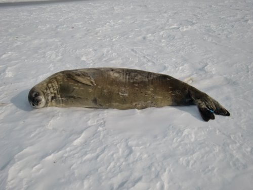Unmolted seal