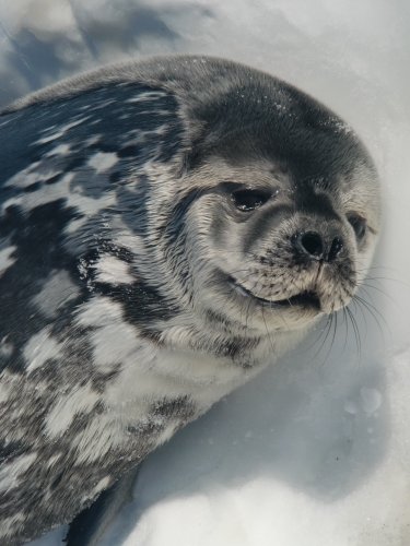 Is this seal crying?
