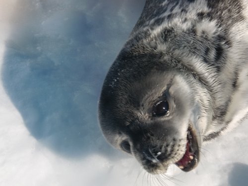 Seal talking