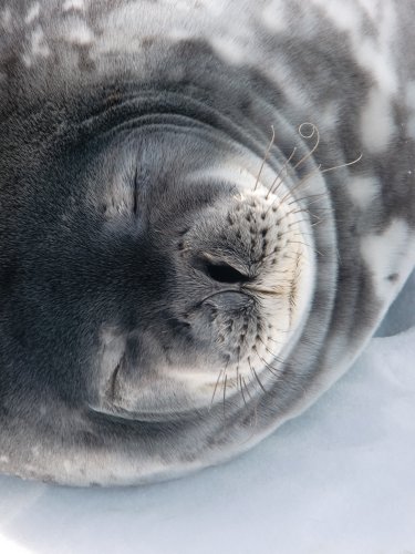 Weddell seal’s whiskers