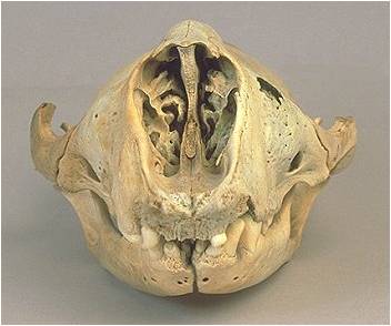 Grey seal skull