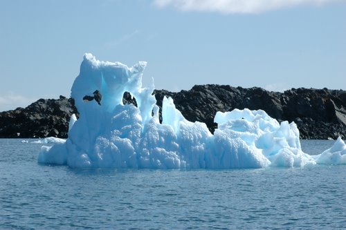 Iceberg kitty