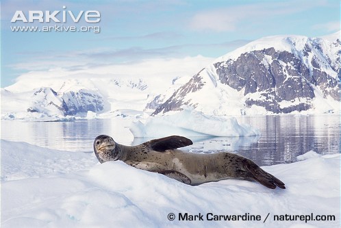 Leopard seal hauled out