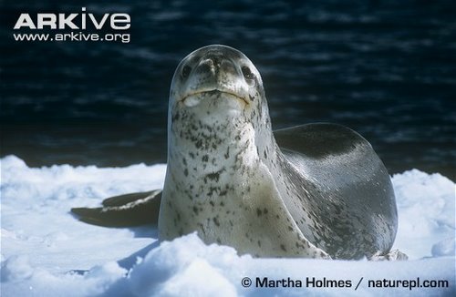 Leopard seal on ice flow