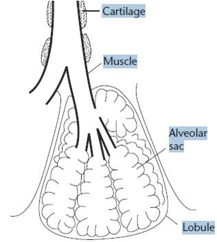 Diagram of a seals lung