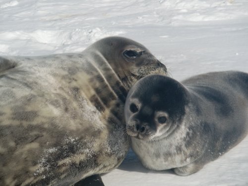 Mom and pup seal