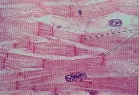 Muscle Filaments