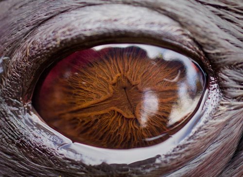 Weddell seal eye