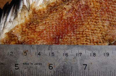 Inside of an Adelie Penguins skin