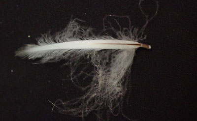 Adelie penguin feather